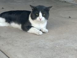 Lost Male Cat last seen Union hills dr and 19th ave near fry’s food store, Phoenix, AZ 85027