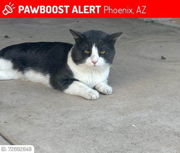 Lost Male Cat last seen Union hills dr and 19th ave near fry’s food store, Phoenix, AZ 85027