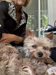 Found/Stray Male Dog last seen Lucern ave and simple street, Modesto, CA 95350