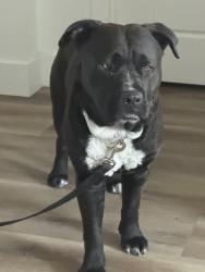 Found/Stray Male Dog last seen Near E Bell Rd, Scottsdale, AZ, Scottsdale, AZ 85254