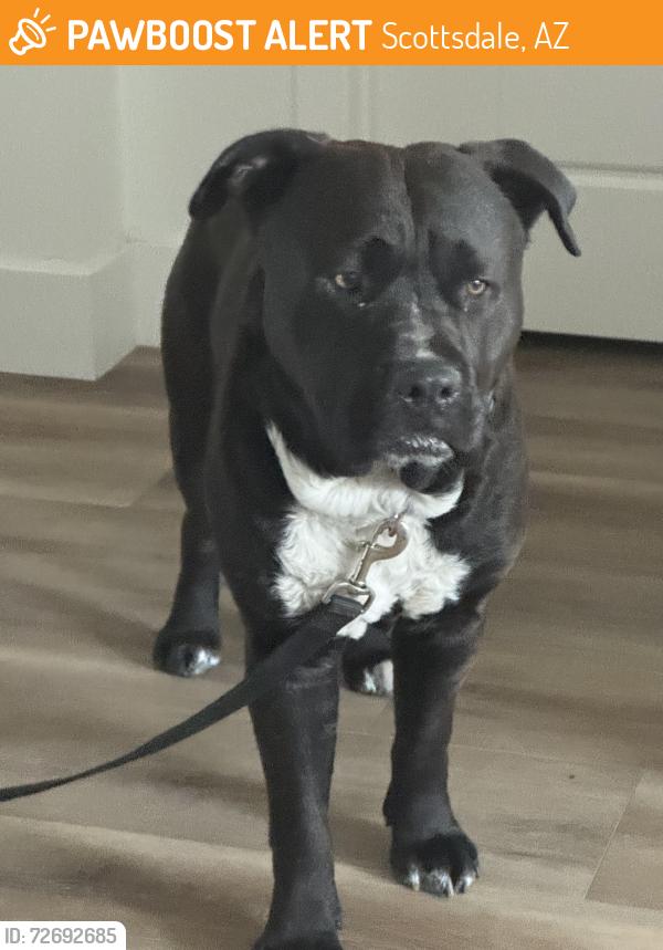 Found/Stray Male Dog last seen Near E Bell Rd, Scottsdale, AZ, Scottsdale, AZ 85254