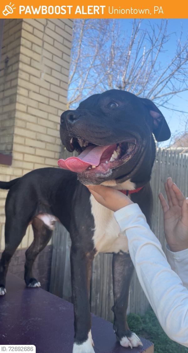 Found/Stray Male Dog last seen at the uniontown highschool , Uniontown, PA 15401