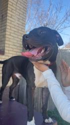 Found/Stray Male Dog last seen at the uniontown highschool , Uniontown, PA 15401