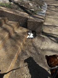 Found/Stray Unknown Cat last seen Pontiac square park near S Tenth st. , St. Louis, MO 63104