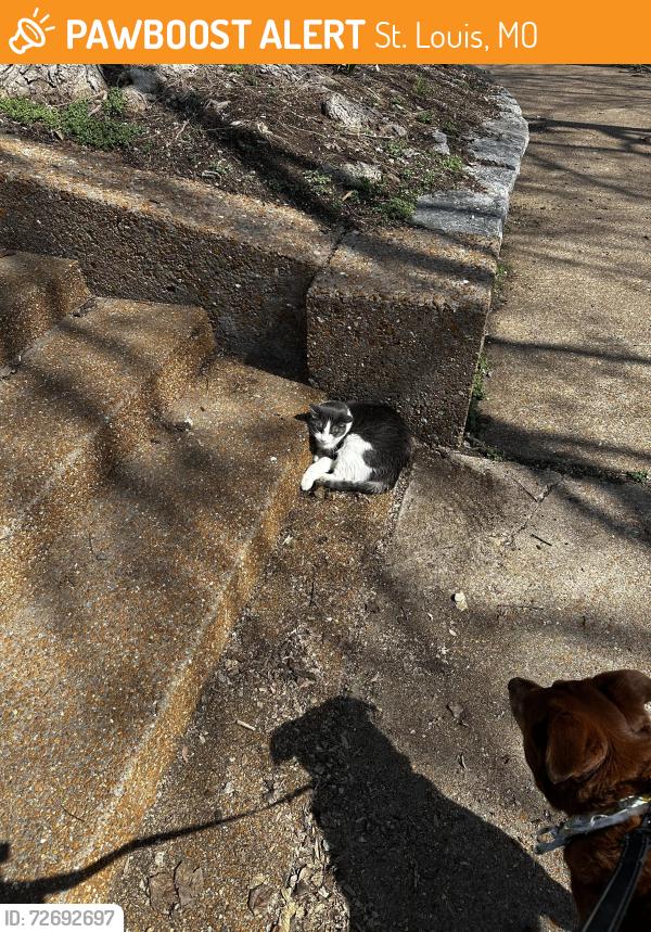 Found/Stray Unknown Cat last seen Pontiac square park near S Tenth st. , St. Louis, MO 63104
