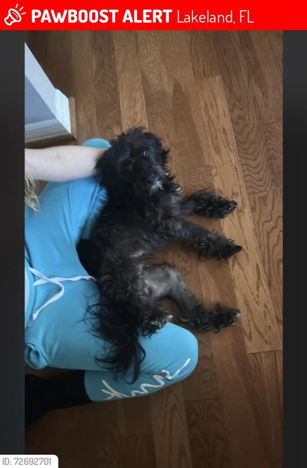 Lost Male Dog last seen Lincoln Street & Ariana Avenue , Lakeland, FL 33803