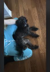 Lost Male Dog last seen Lincoln Street & Ariana Avenue , Lakeland, FL 33803