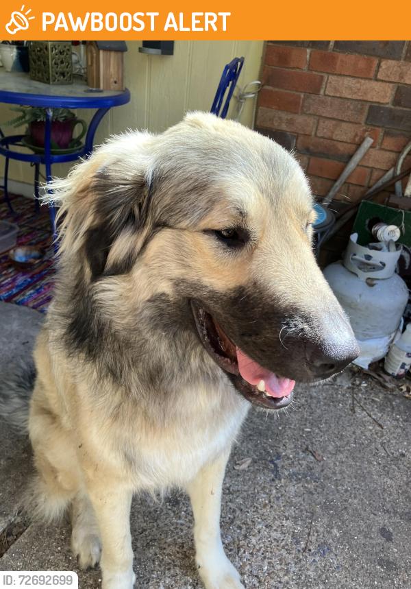 Found/Stray Male Dog last seen Holiday and Sean, North Richland Hills, TX 76182