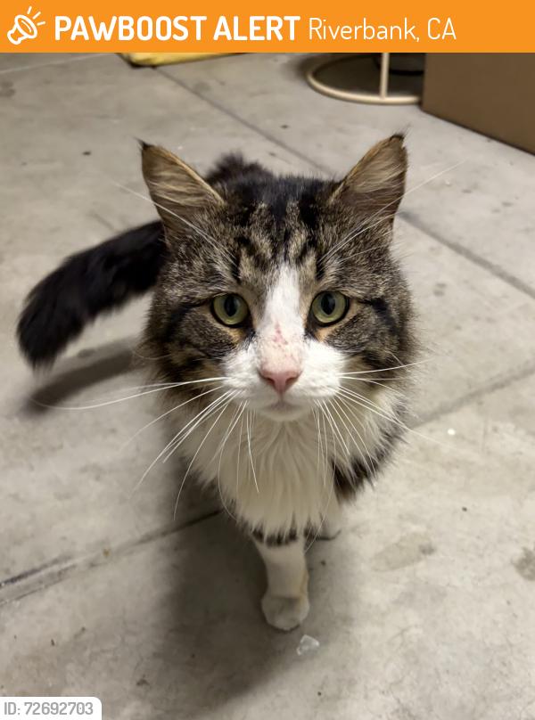 Found/Stray Male Cat last seen CVS Riverbank, Riverbank, CA 95367