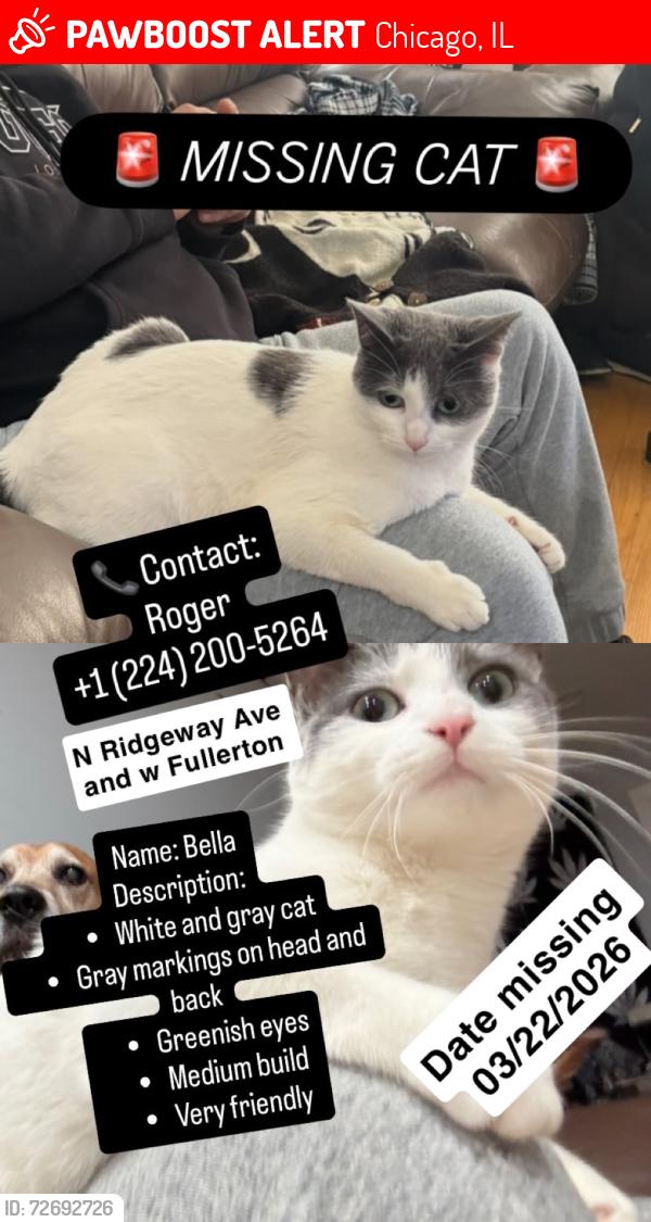 Lost Female Cat last seen W Fullerton and N Ridgeway Ave , Chicago, IL 60647