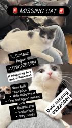 Lost Female Cat last seen W Fullerton and N Ridgeway Ave , Chicago, IL 60647