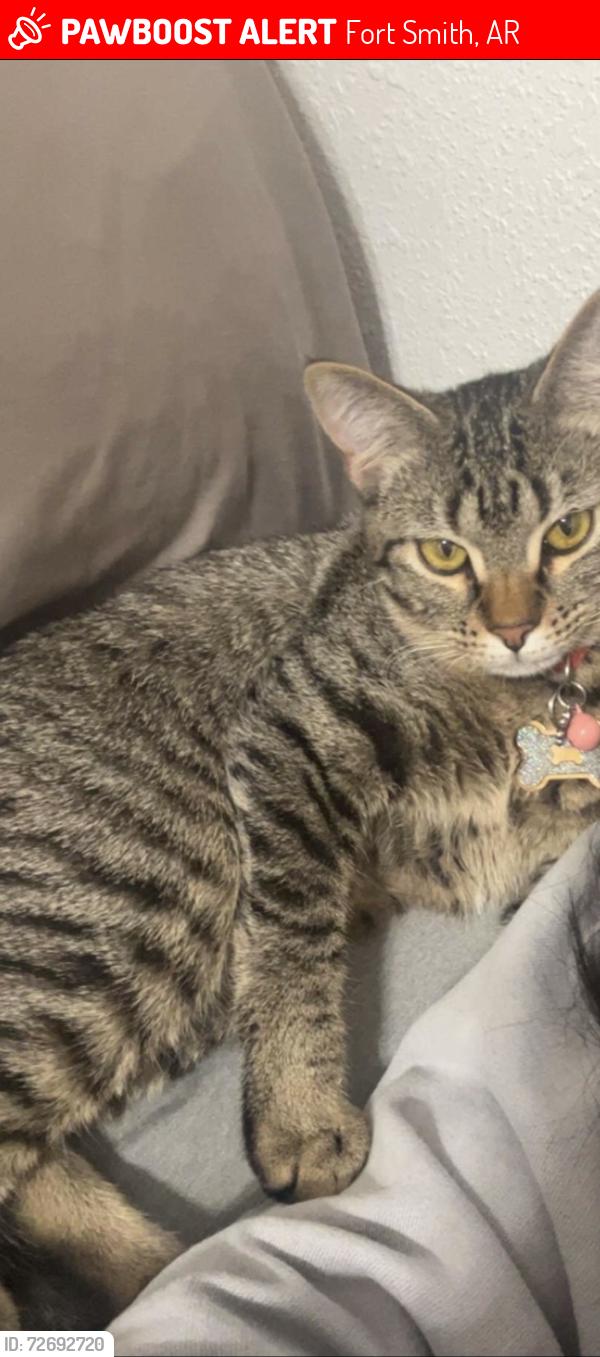Lost Female Cat last seen Hobby lobby , Fort Smith, AR 72903