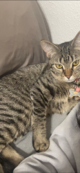 Lost Female Cat last seen Hobby lobby , Fort Smith, AR 72903