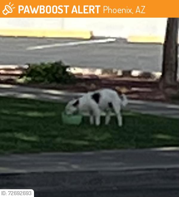 Found/Stray Unknown Dog last seen Near N 31st Ave, Phoenix, AZ 85051, Phoenix, AZ 85051