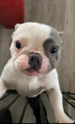 Lost Female Dog last seen Ballsferry Rd. Cottonwood ca, Shasta County, CA 96022