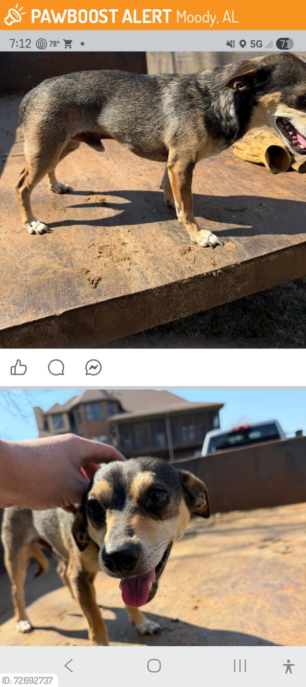 Found/Stray Male Dog last seen Kerr Road and Kelly Creek, Moody, AL 35004