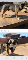 Found/Stray Male Dog last seen Kerr Road and Kelly Creek, Moody, AL 35004