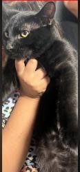 Lost Male Cat last seen E mcgregor dr and bulldog ln, McGregor, TX 76657