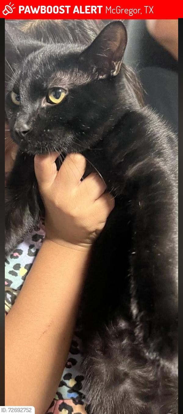 Lost Male Cat last seen E mcgregor dr and bulldog ln, McGregor, TX 76657