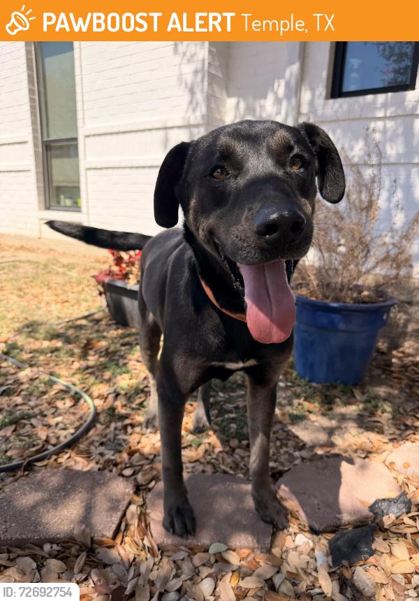 Found/Stray Male Dog last seen Cultural Activities Center, Temple, TX 76501