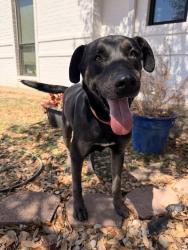 Found/Stray Male Dog last seen Cultural Activities Center, Temple, TX 76501
