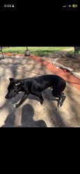 Found/Stray Male Dog last seen Yates rd, Winston-Salem, NC 27106