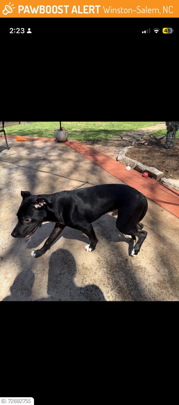 Found/Stray Male Dog last seen Yates rd, Winston-Salem, NC 27106