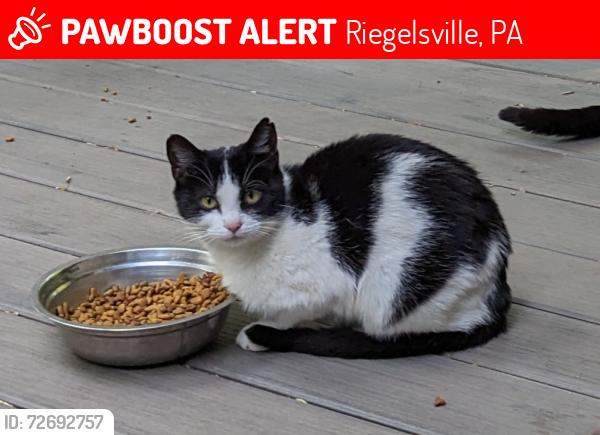 Lost Female Cat last seen Durham Rd and County Line Rd, Riegelsville, PA 18077