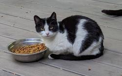 Lost Female Cat last seen Durham Rd and County Line Rd, Riegelsville, PA 18077