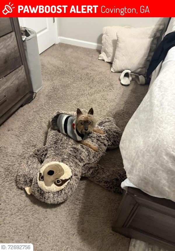 Lost Male Dog last seen Near Manas Ct, Covington, GA 30016