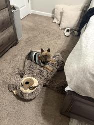 Lost Male Dog last seen Near Manas Ct, Covington, GA 30016