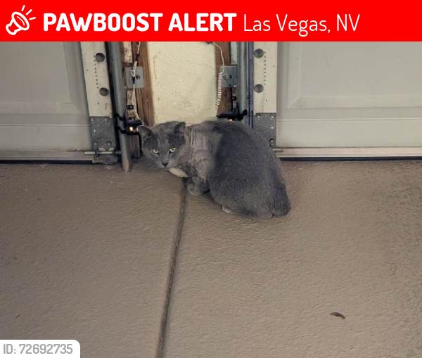 Lost Male Cat last seen S Rancho Dr & W Oakey Blvd Las Vegas, NV, Las Vegas, NV 89102