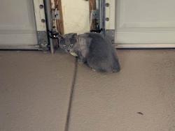 Lost Male Cat last seen S Rancho Dr & W Oakey Blvd Las Vegas, NV, Las Vegas, NV 89102