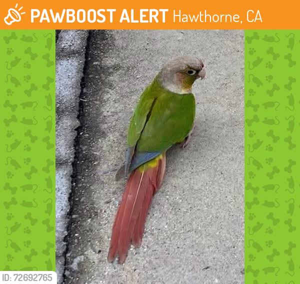 Found/Stray Unknown Bird last seen Posting for neighbor in Wiseburn area of Hawthorne, Hawthorne, CA 90250
