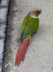 Found/Stray Unknown Bird last seen Posting for neighbor in Wiseburn area of Hawthorne, Hawthorne, CA 90250