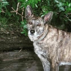 Lost Female Dog last seen Near , Palmetto, FL 34221