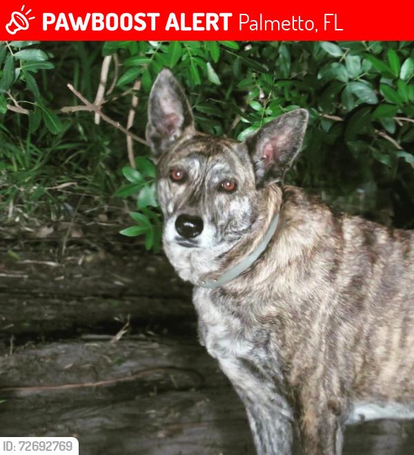 Lost Female Dog last seen Near , Palmetto, FL 34221