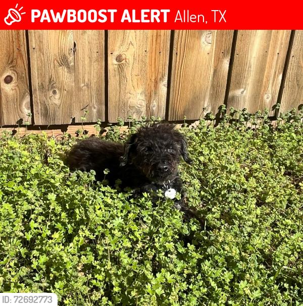 Lost Male Dog last seen Exchange pkwy, Allen, TX 75002