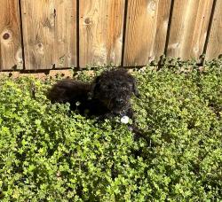 Lost Male Dog last seen Exchange pkwy, Allen, TX 75002