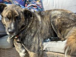 Found/Stray Male Dog last seen Reems Creek , Weaverville, NC 28787