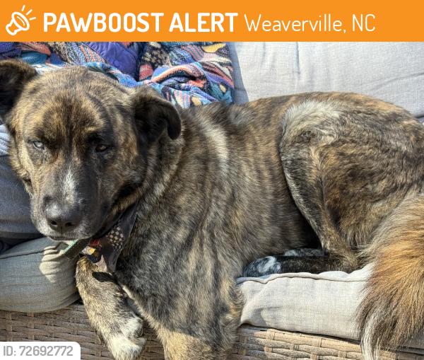 Found/Stray Male Dog last seen Reems Creek , Weaverville, NC 28787