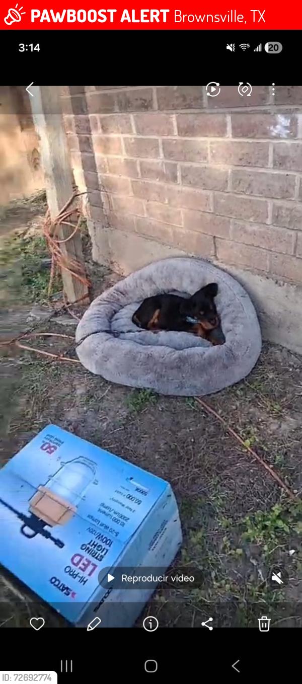 Lost Female Dog last seen Dana st, Brownsville, TX 78526