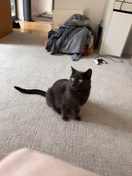 Lost Male Cat last seen Medley Ln and Tuna Canyon Rd, Topanga, CA 90290