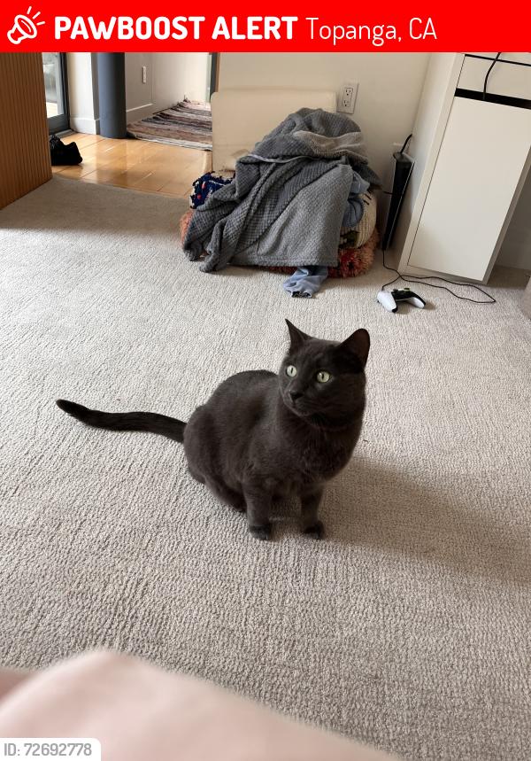 Lost Male Cat last seen Medley Ln and Tuna Canyon Rd, Topanga, CA 90290