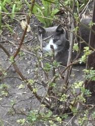 Found/Stray Unknown Cat last seen 115th & Lothair in Morgan Park, Chicago, IL 60643