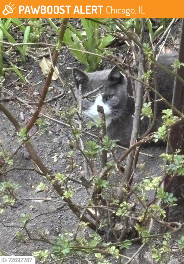 Found/Stray Unknown Cat last seen 115th & Lothair in Morgan Park, Chicago, IL 60643