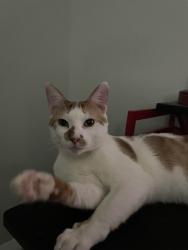 Lost Male Cat last seen Exxon on 2828 W Monte Cristo, Edinburg, TX 78541