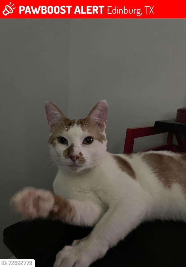 Lost Male Cat last seen Exxon on 2828 W Monte Cristo, Edinburg, TX 78541