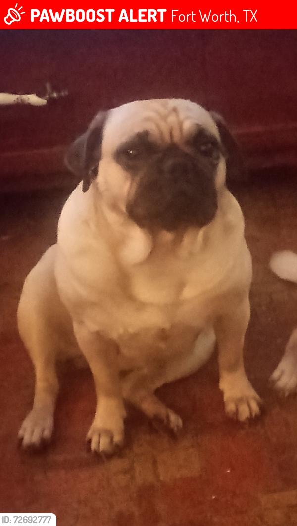 Lost Female Dog last seen Near W Boyce Ave , Fort Worth, TX 76115