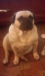 Lost Female Dog last seen Near W Boyce Ave , Fort Worth, TX 76115